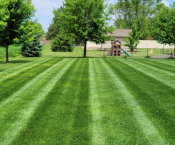 Backyard Lawn Care